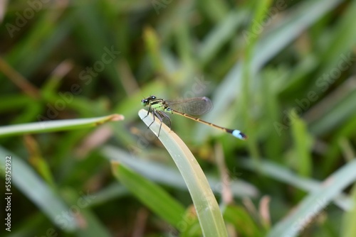 Green and blue dragonfly on a green blade of grass in a field. © Valerie
