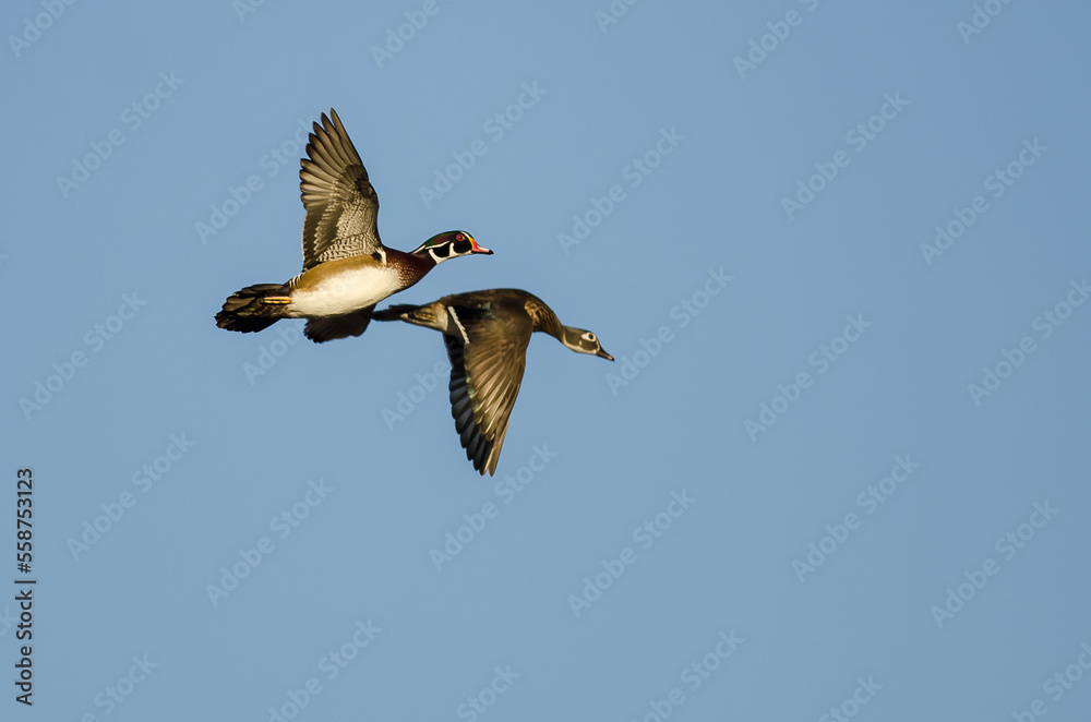 Obraz premium Pair of Wood Ducks Flying in a Blue Sky