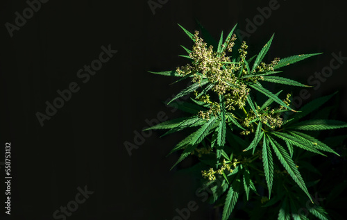 Blooming plant of marijuana illuminated by bright sun on a dark background. Selective focus.
