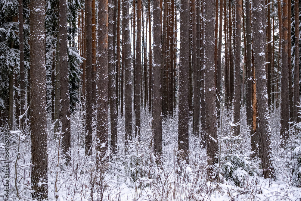 Fototapeta premium Pine tree Pinus sylvestris trunks background in snowy winter forest