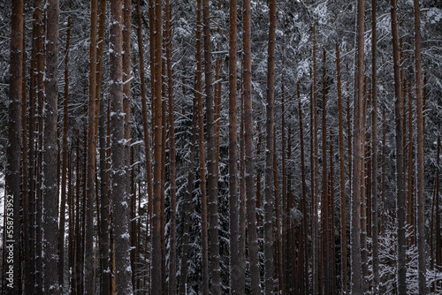 Pine tree Pinus sylvestris trunks background in snowy winter forest