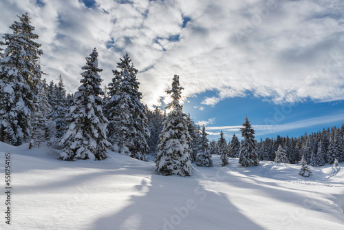 Winter landscape of a snow covered mountain forest with sunrise, Valle Camonica, Italian Alps, Lombardy, Italy.