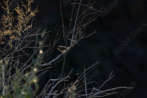 Little Common chiffchaff bird sitting on a branch