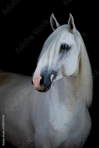 White Lusitano horse before black background
