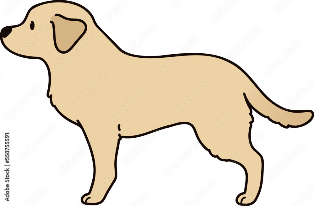 Simple and cute illustration of Labrador Retriever in side view