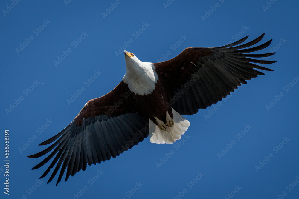 Obraz premium African fish eagle gliding in perfect sky