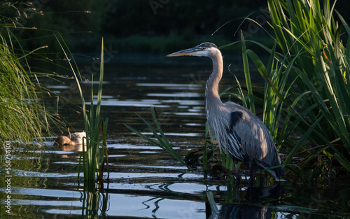 great blue heron