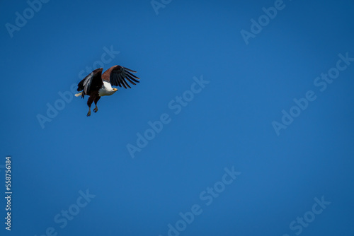 African fish eagle in sky with catchlight