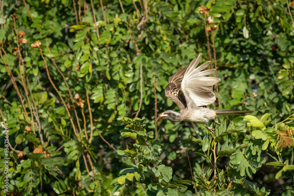 Fototapeta premium African grey hornbill passes bush raising wings