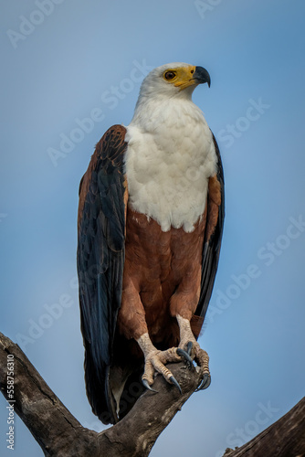African fish eagle on stump with catchlight