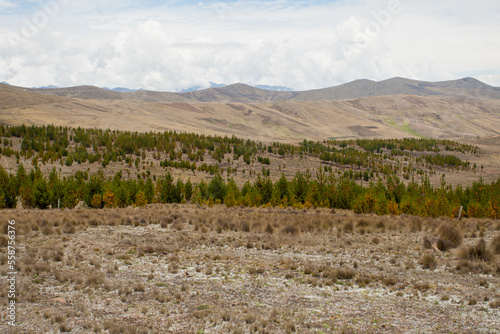 Pine forest in the Andes Mountains of Peru. Concept of nature and landscapes.