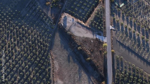 overhead video of an olive grove landscape during the dawn of an autumn day in Jaén (Spain)