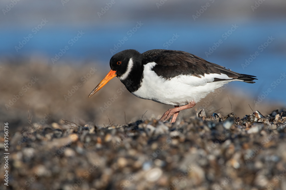 Oystercatcher (Haematopus ostralegus) searching for food in mussel beds Oystercatcher (Haematopus ostralegus) searching for food in mussel beds