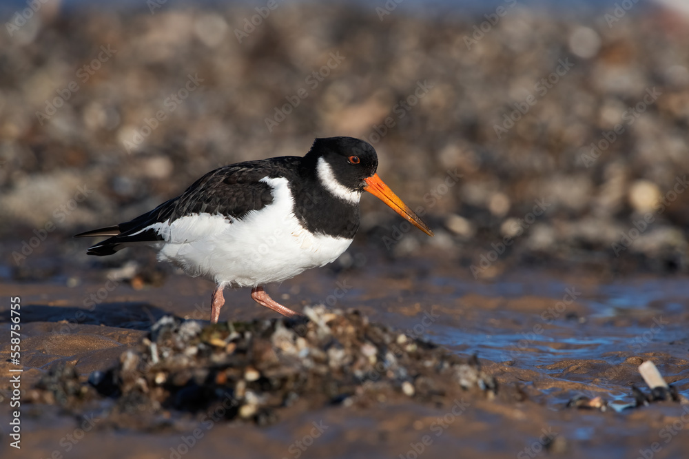 Oystercatcher (Haematopus ostralegus) searching for food in mussel beds Oystercatcher (Haematopus ostralegus) searching for food in mussel beds