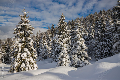 Winter landscape of a mountain forest with snow covered trees, Valle Camonica, Italian Alps, Lombardy, Italy.