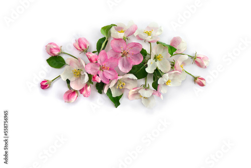 Flowers apple tree, pink and white blossom on a white background with space for text. Top view, flat lay