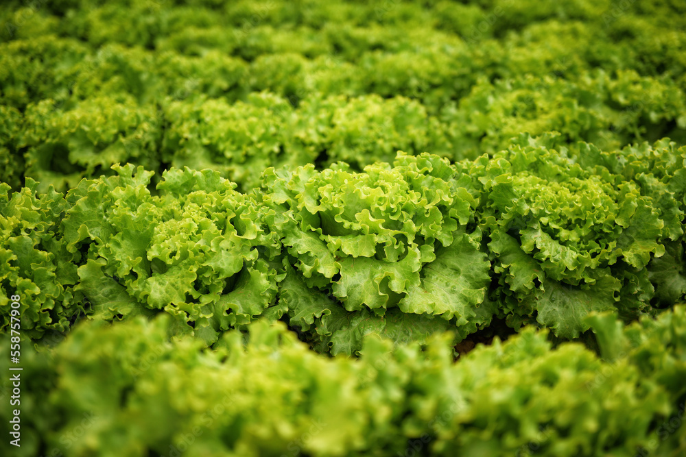 Green Romaine Lettuce Field Closeup