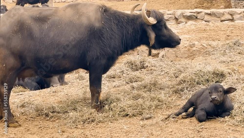 4K Water Buffalo Mother With Baby Calf Baby Playing A Bovine Carabao Animal Hoofed Mammal Professional Nature Footage At Farm In Peru