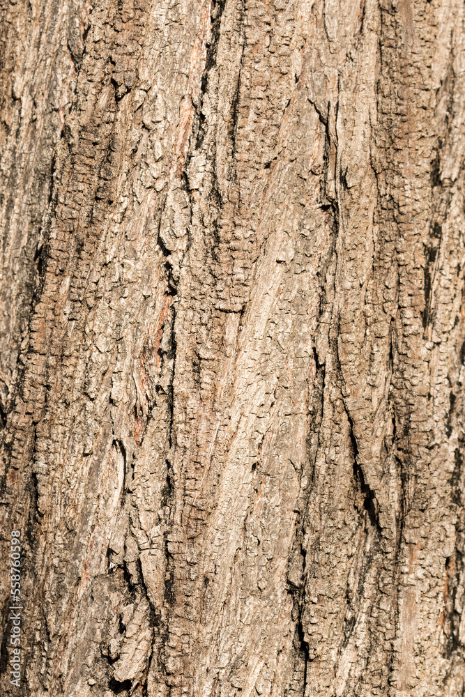 Obraz premium Bark texture of Melia azedarach, commonly known as the Indian lilac.