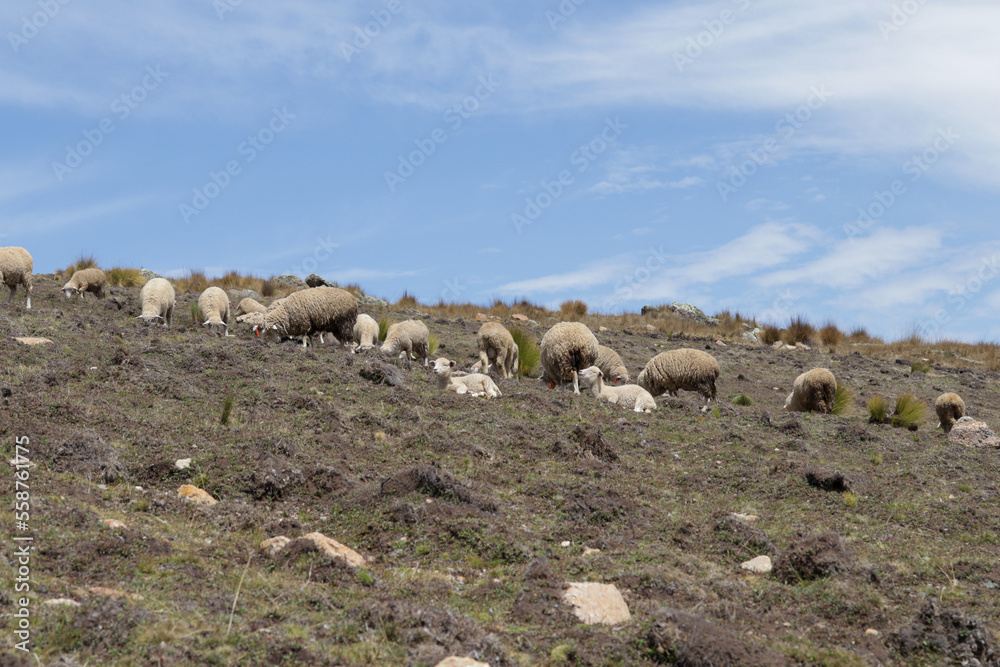 Sheep feeding on top of a mountain in Peru (South America) with blue sky in the background. Concept of animals and nature.