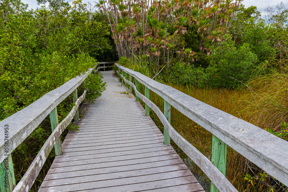 Boardwalk Through The Mahogany Hammock Trail, Everglades National Park, Florida, USA