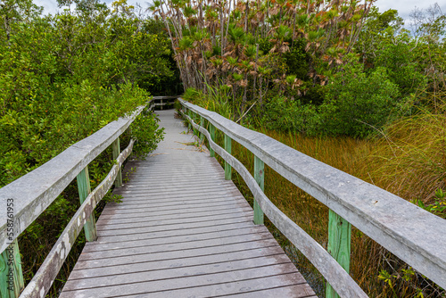 Boardwalk Through The Mahogany Hammock Trail, Everglades National Park, Florida, USA