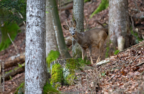 Tableau sur toile Chevreuil (Capreolus capreolus) brocard en velours. Alpes. France