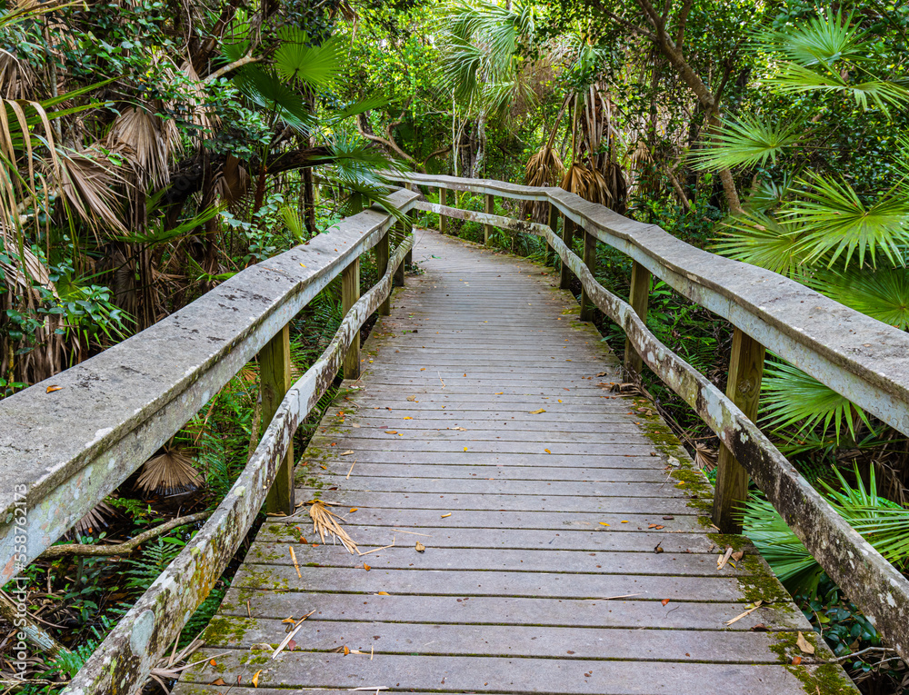 Obraz premium Boardwalk Through The Mahogany Hammock Trail, Everglades National Park, Florida, USA