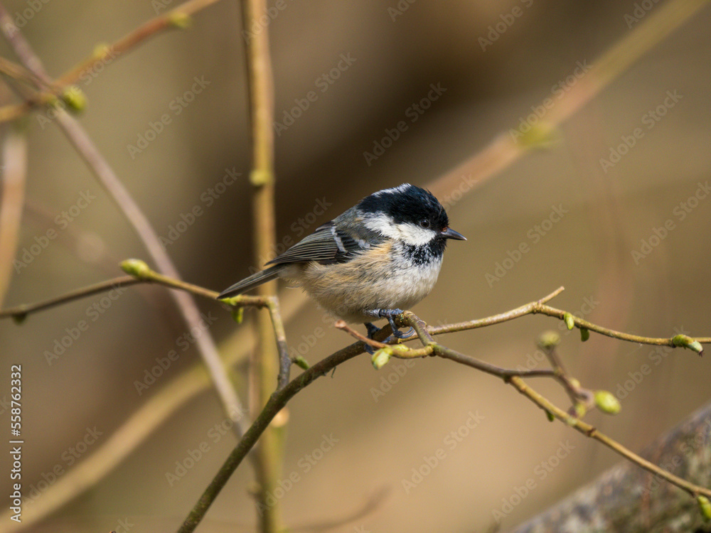 Naklejka premium Coal Tit Perched on a Branch