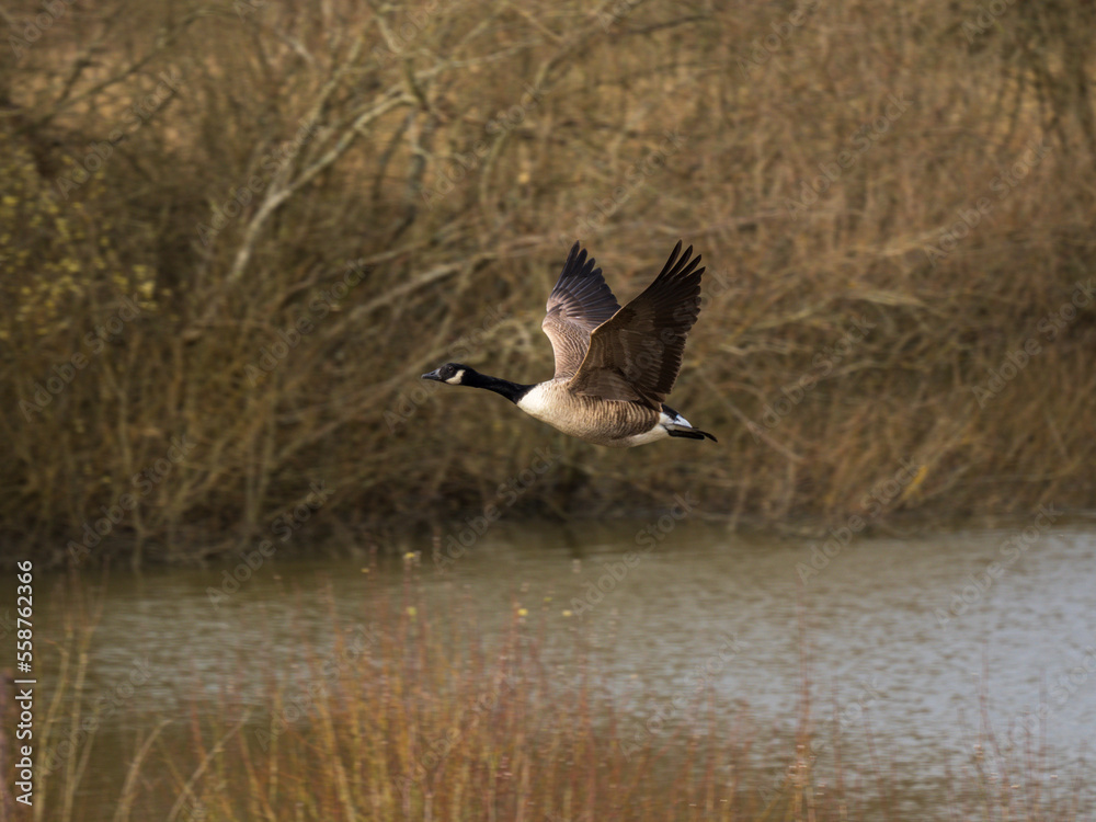 Fototapeta premium Canada Goose in Flight Over a Pond