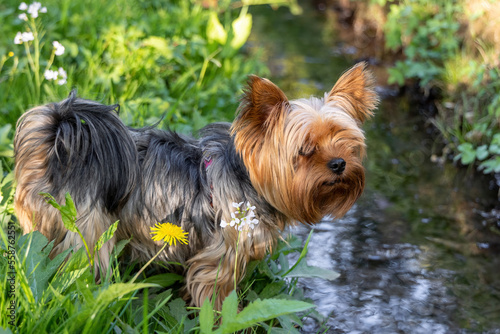 Young Yorkshire Terrier on the bank of the stream