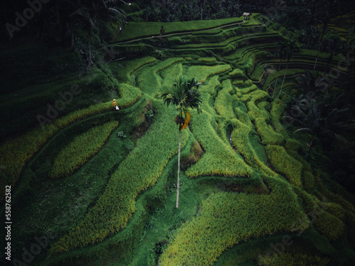 Aerial view of Bali Tegallalang rice terraces, Indonesia. photo