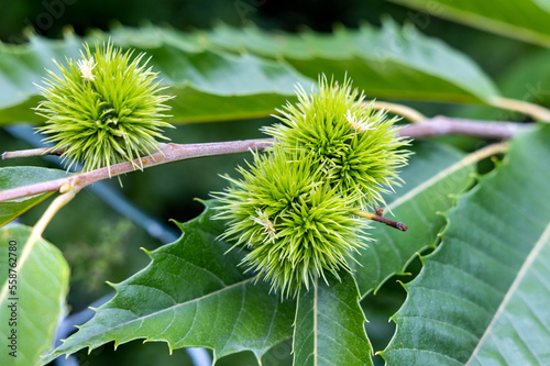 Branch of chestnut with fruits. Chestnuts. Castanea sativa