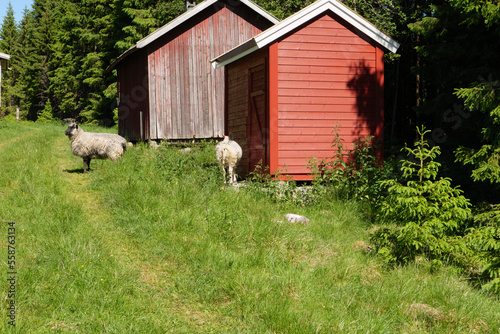 Freilaufende Schafe unterwegs im Wald gesehen zwischen Eidsvoll und Hamar, Norwegen auf dem Pilgerweg Olavsweg.