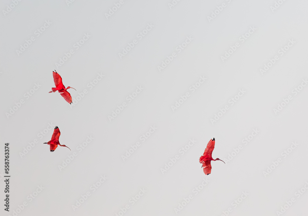 scarlet ibis in the sky - obrazy, fototapety, plakaty 