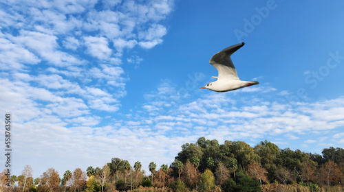 A black-headed gull (Chroicocephalus ridibundus) flying over Seyhan river in Adana