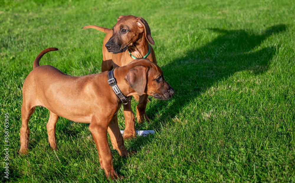 rhodesian ridgeback puppies on the grass rhodesian ridgeback puppies on the grass