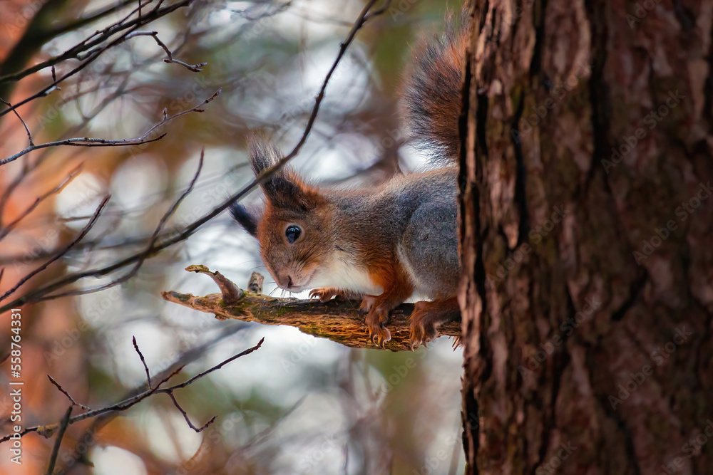 Eurasian red squirrel (Sciurus vulgaris) sits on a tree branch and looks straight at the camera. Beautiful background with bokeh. Autumn in Eastern Europe, Riga, Latvia Eurasian red squirrel (Sciurus vulgaris) sits on a tree branch and looks straight at the camera. Beautiful background with bokeh. Autumn in Eastern Europe, Riga, Latvia