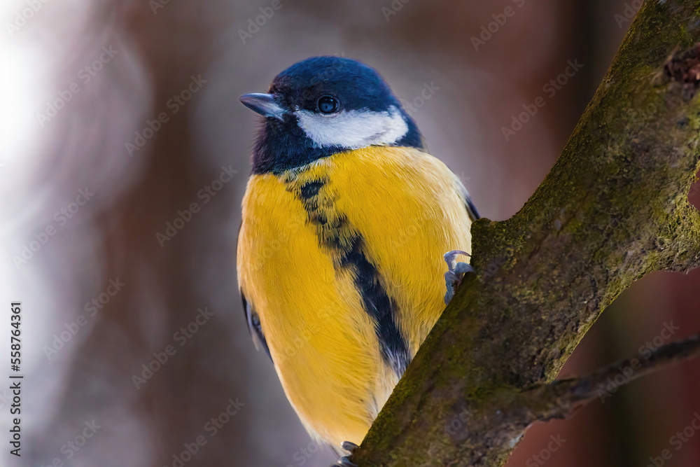 Fototapeta premium Closeup photo of great tit (big tit, Parus major) sits motionless on a tree branch and looks straight at the camera.Background photo of a beautiful tit with bokeh.Winter in Eastern Europe, Riga,Latvia