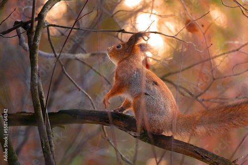 Closeup eurasian red squirrel (Sciurus vulgaris) sits on a tree branch. Squirrel paws with claws. Background with beautiful autumn colors. Background with bokeh. Autumn in Eastern Europe, Riga, Latvia