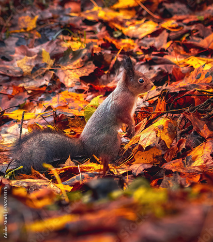 Eurasian red squirrel (Sciurus vulgaris) stands on beautiful autumn foliage. Background and foreground with beautiful autumn colors on autumn foliage. Autumn in Eastern Europe, Riga, Latvia