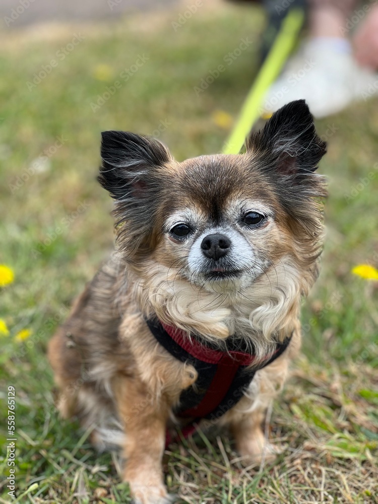 chihuahua in the park