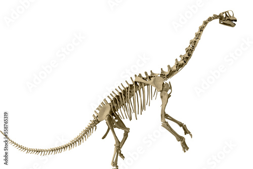 Ein freigestellter Skelett von einem Europasaurus über weißem Hintergrund