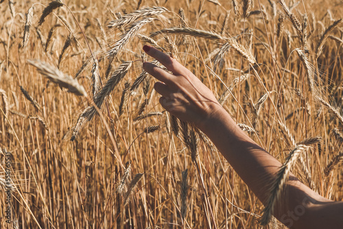 Young woman hand touching spikelets in cereal field. Wheat field with spikelets close up, background with wheat spikelets. Agricultural wheat field under blue sky. Rich harvest theme. 