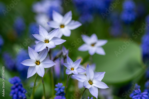 Ipheion uniflorum Wisley Blue spring starflower flowers in bloom, small light bulbous springtime flowering plant © Iva