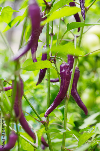 Purple buena mulata hot chili peppers growing on the vine in a home kitchen garden