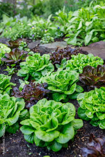 Heads of red and green butterhead lettuce in an organic home kitchen garden photo