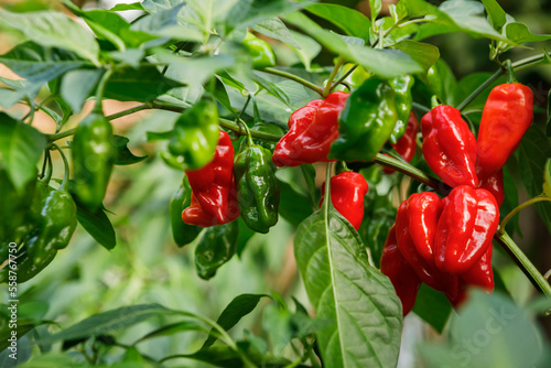 Red and green habanero peppers, the 'Hot Paper Lantern' variety, growing on the vine in a home organic garden