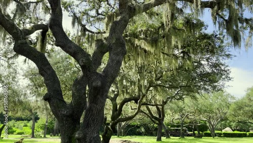 4K Oak Trees In Large Green Field 180 Degree Panoramic Smooth Drive Through Nature Woods and Trees Forest With Spanish Moss On A Sunny Day In Florida