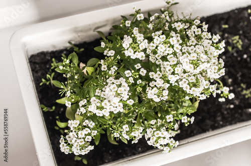 Flowers Alyssum in white pot with black ground on the windowsill.